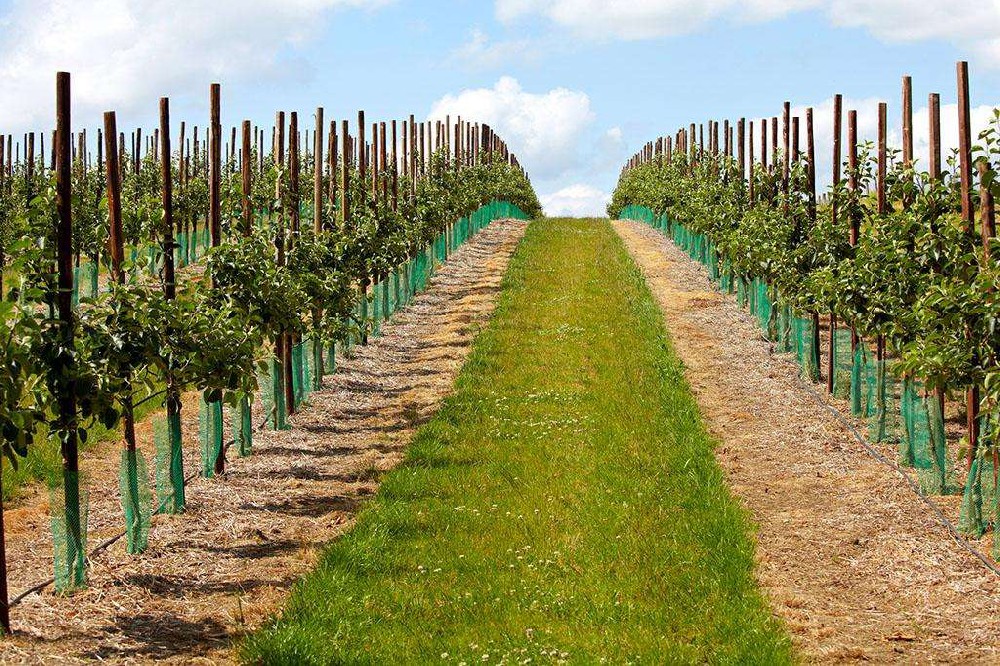 一分鐘看懂現(xiàn)代化果園系統(tǒng)！